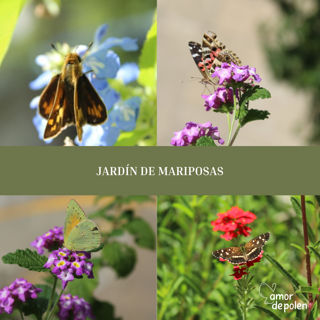 Jardin de mariposas