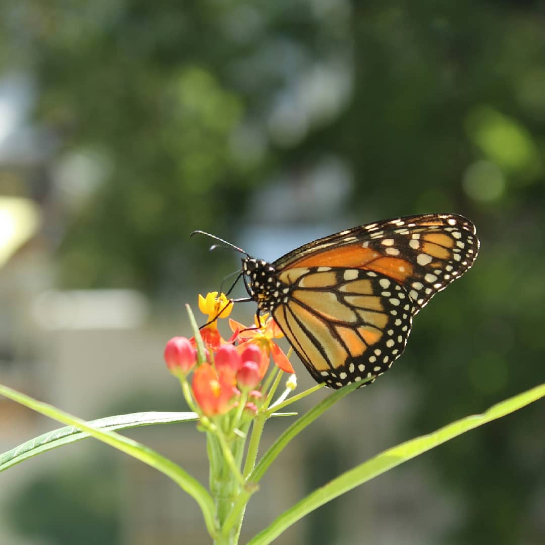 Mariposa monarca del sur (Danaus erippus)