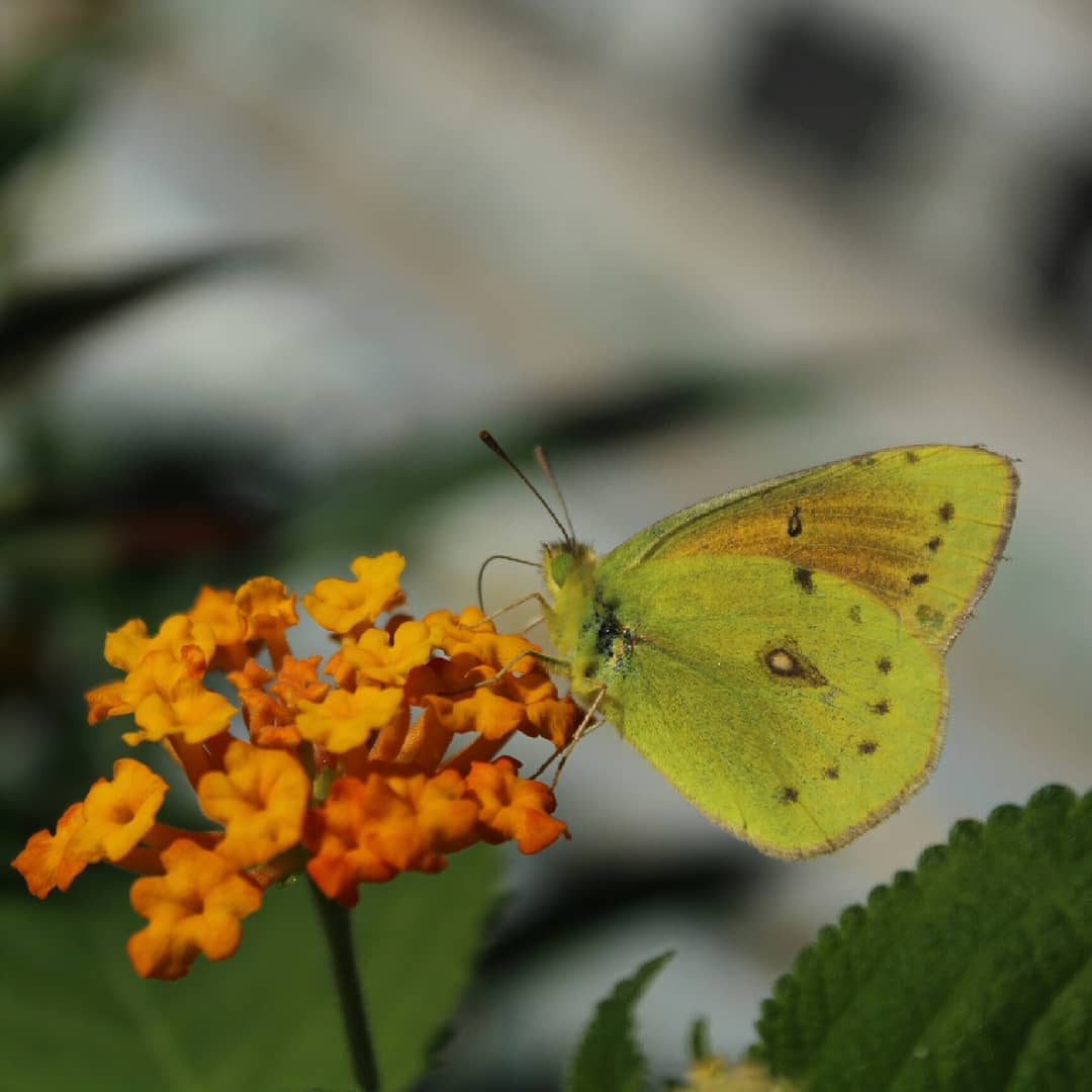 Isoca de la alfalfa (Colias lesbia lesbia)