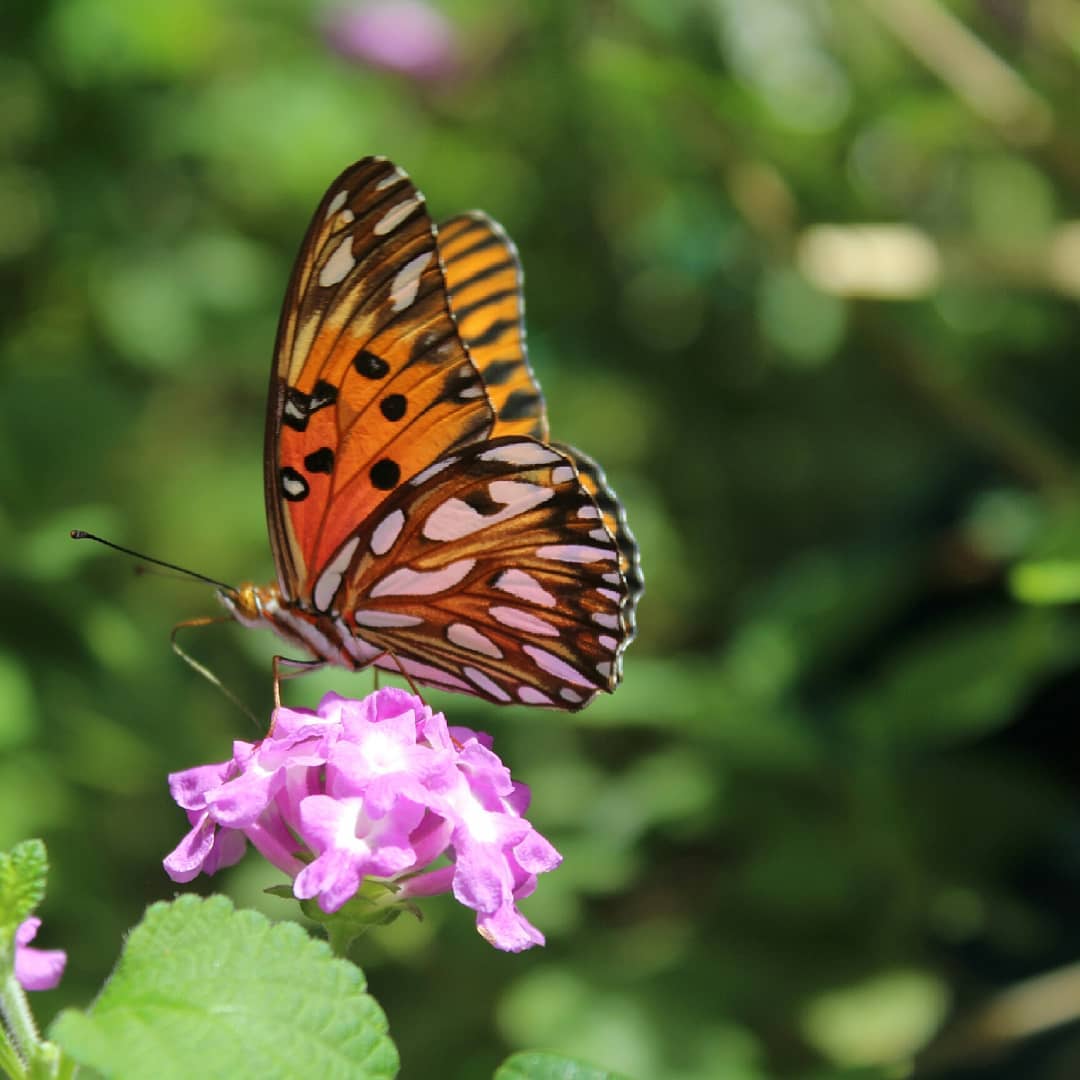 Espejitos (Agraulis vanillae)