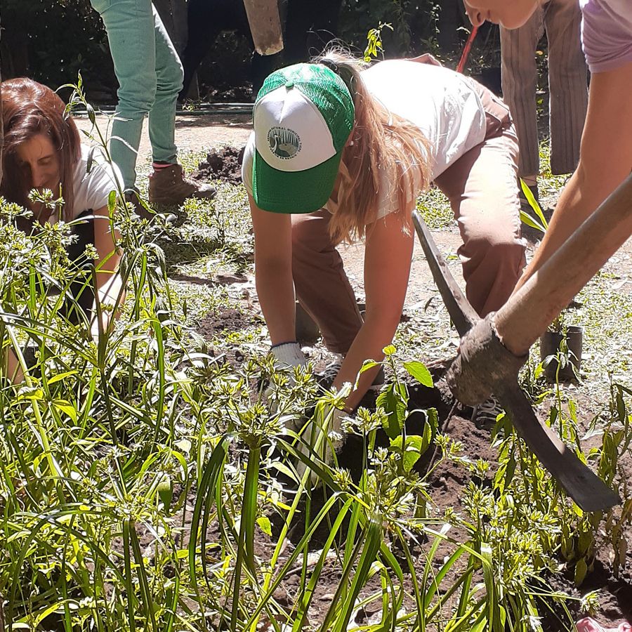 Plantando un jardin de plantas nativas