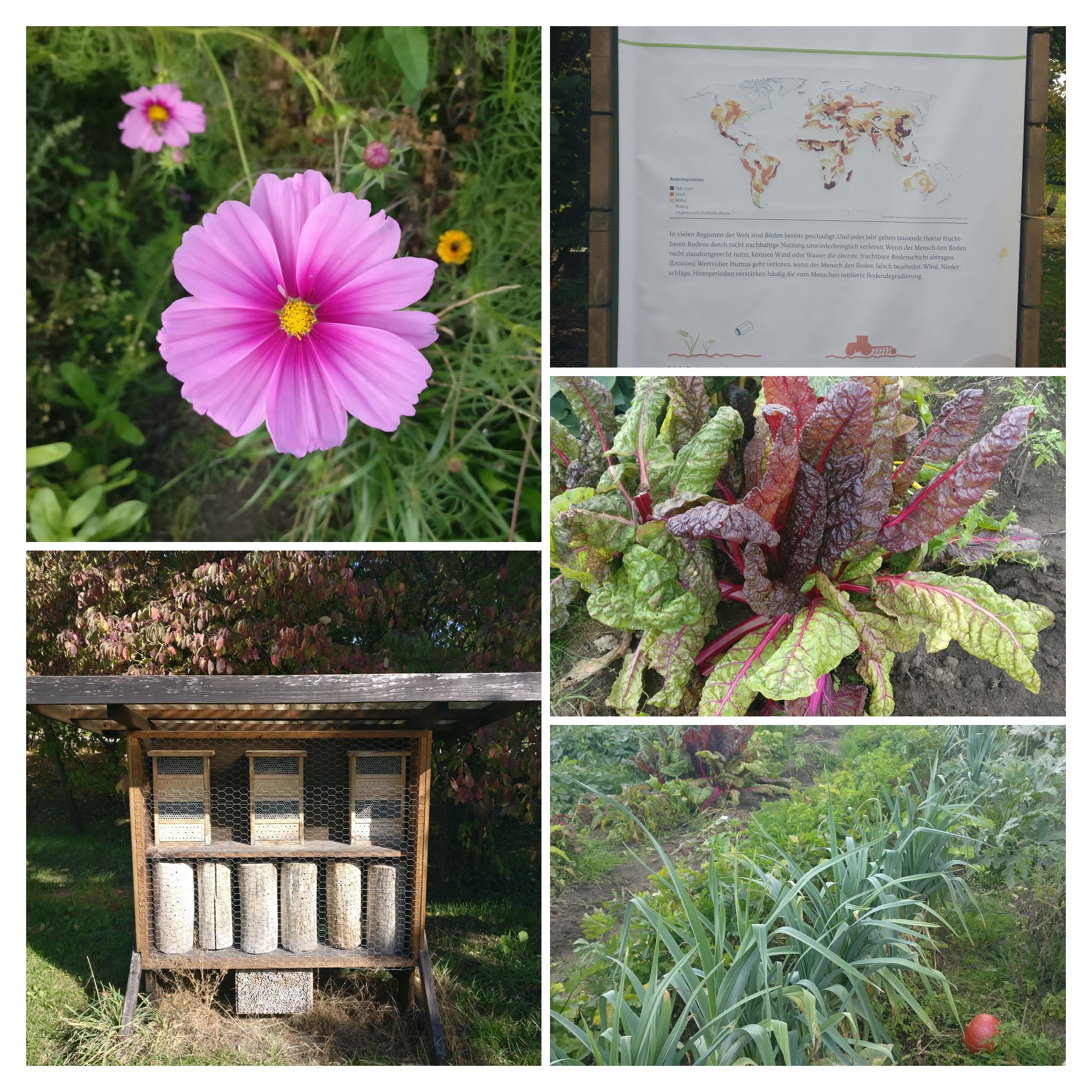 Biodiversidad: flores y hoteles de insectos en Pankow Biodiversidad: flores y hoteles de insectos