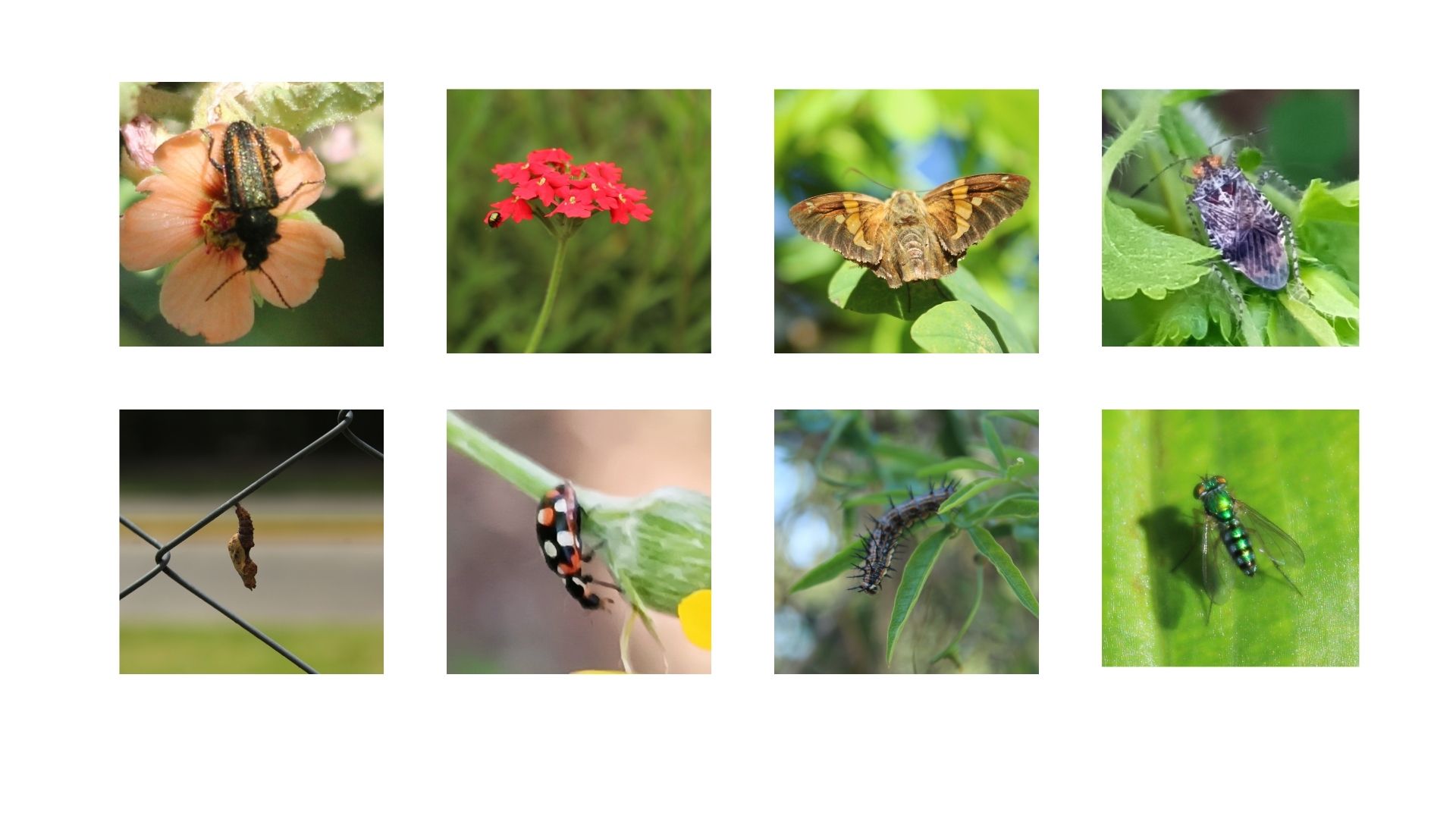 Insectos en el patio