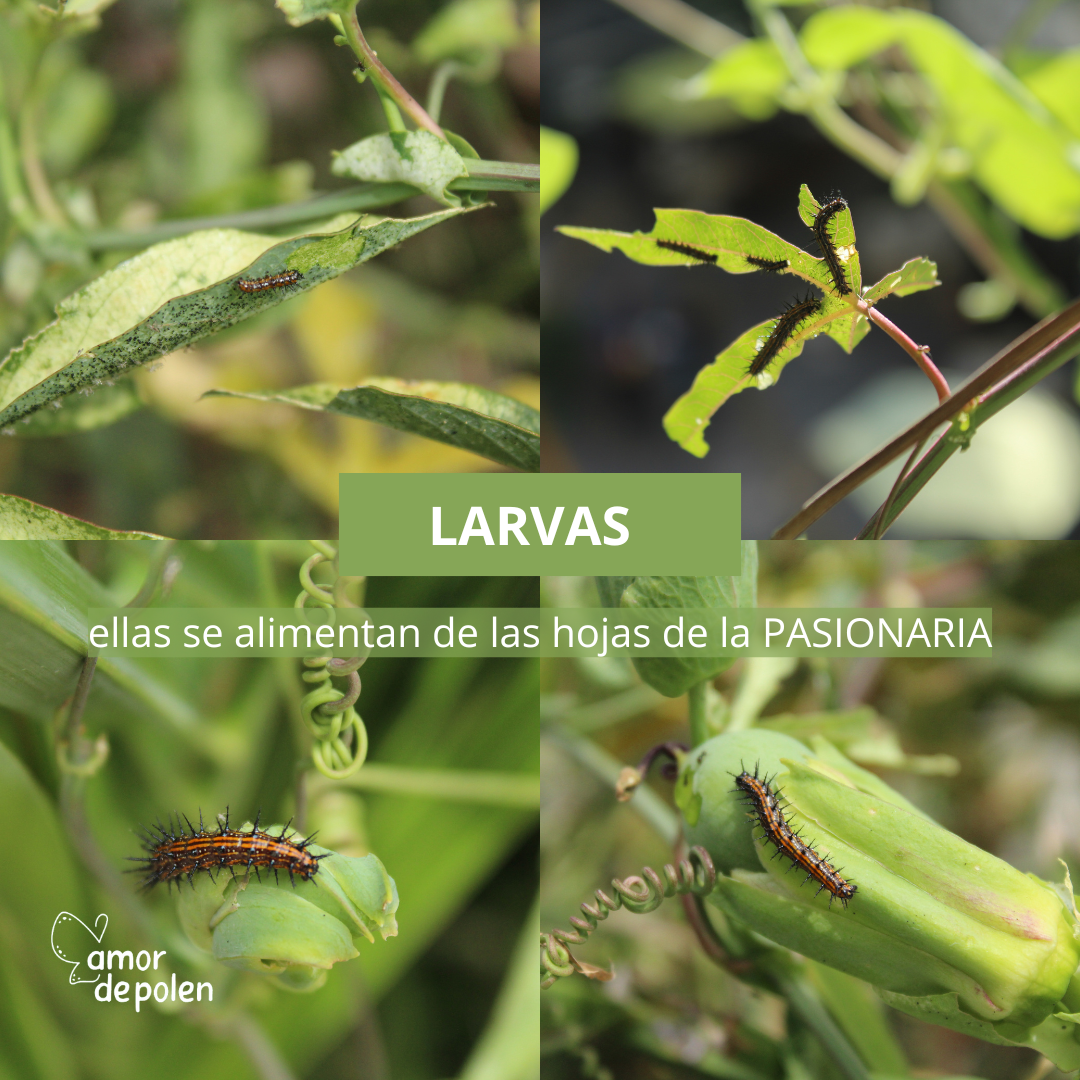 Larvas - orugas