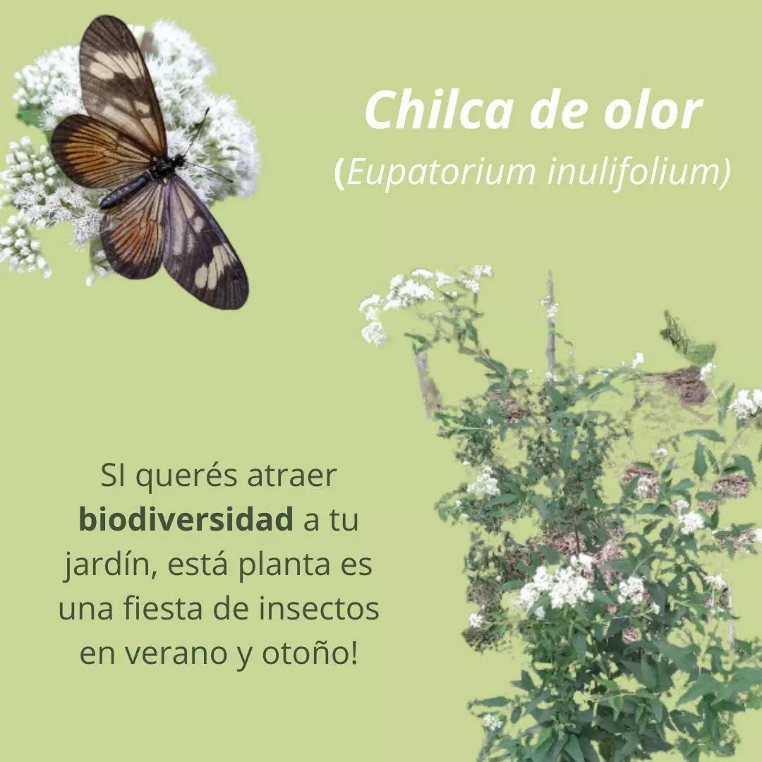 Chilca de olor Chilca de olor