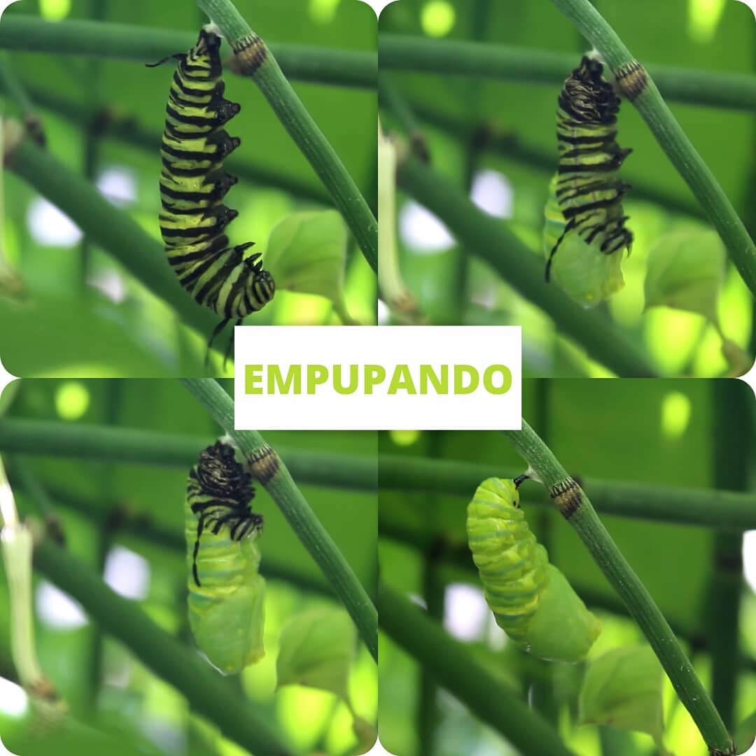 Empupando