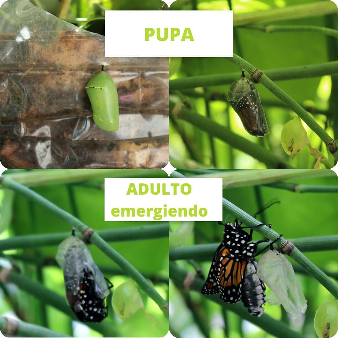 Pupa y adulto emergiendo