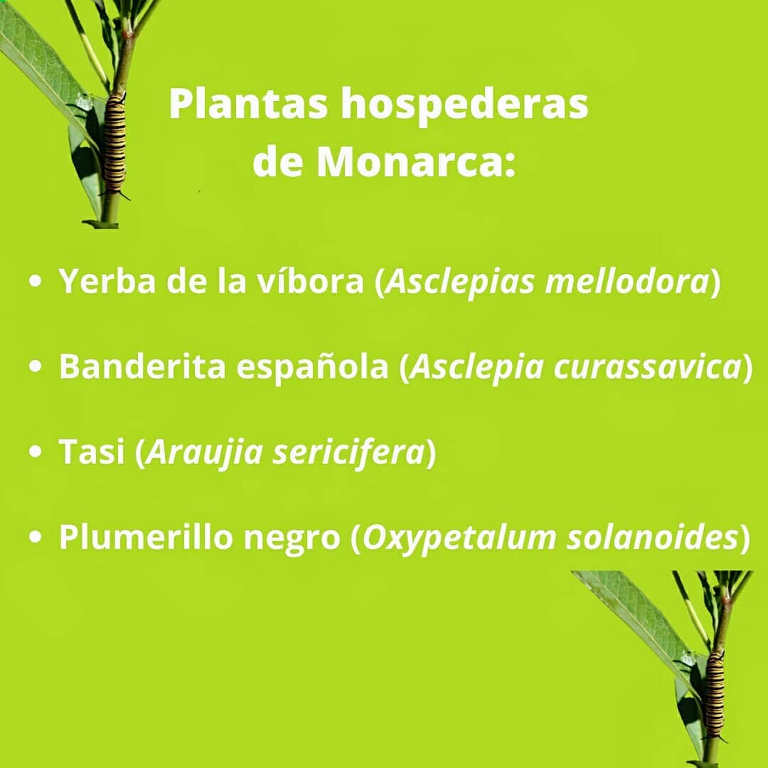 Plantas hospederas de monarca del sur