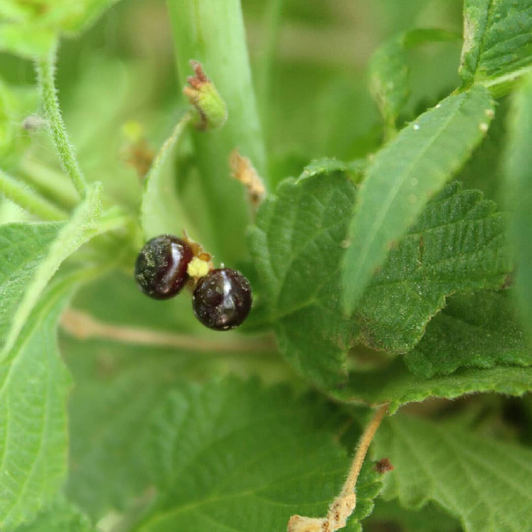 Fruto de Lantana megapotamica