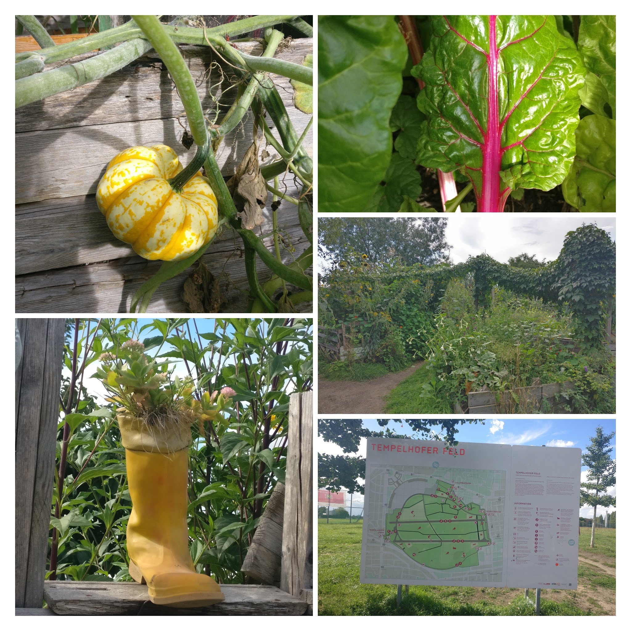 Huerta en Tempelhofer Feld