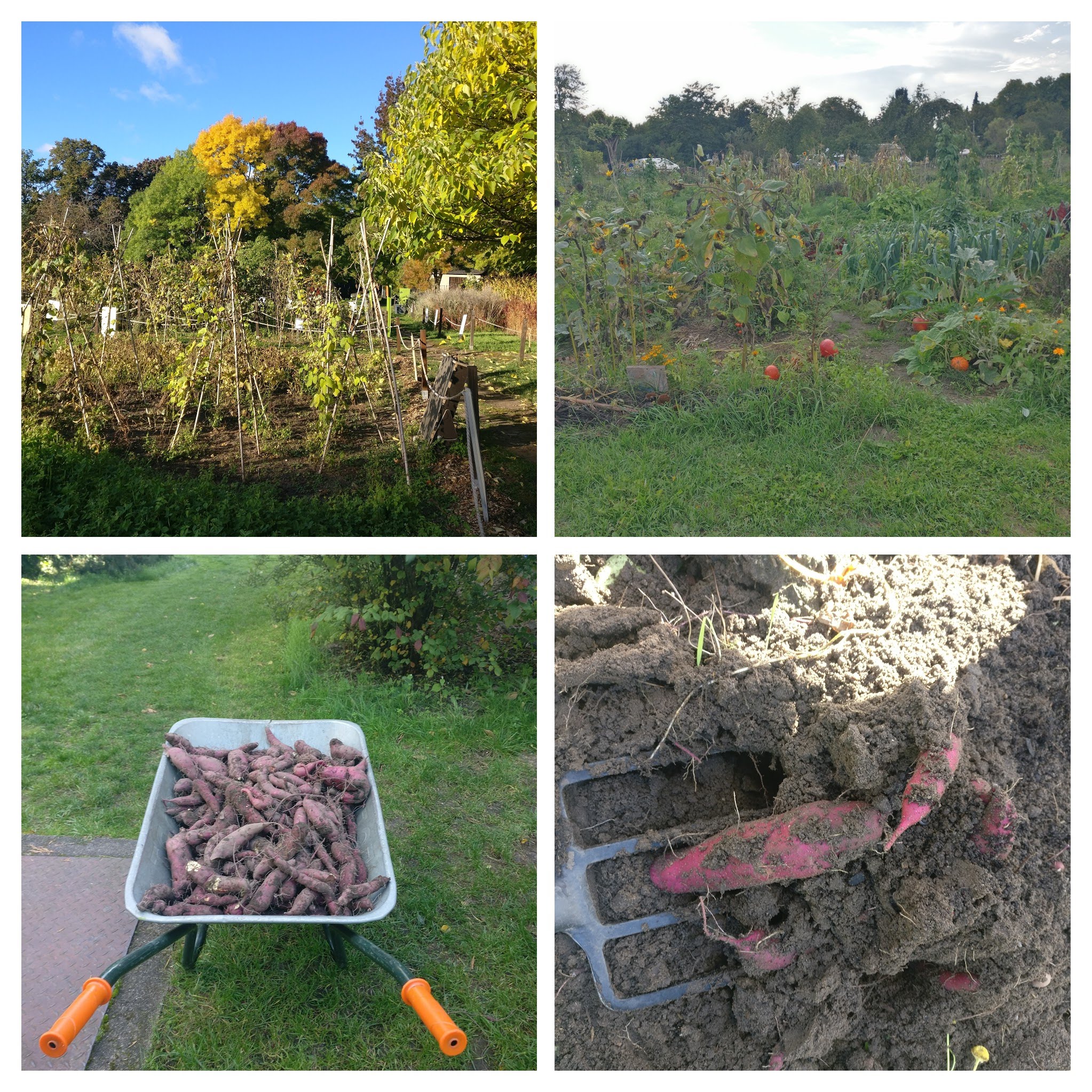 Cosecha de batatas Huerta en otoño