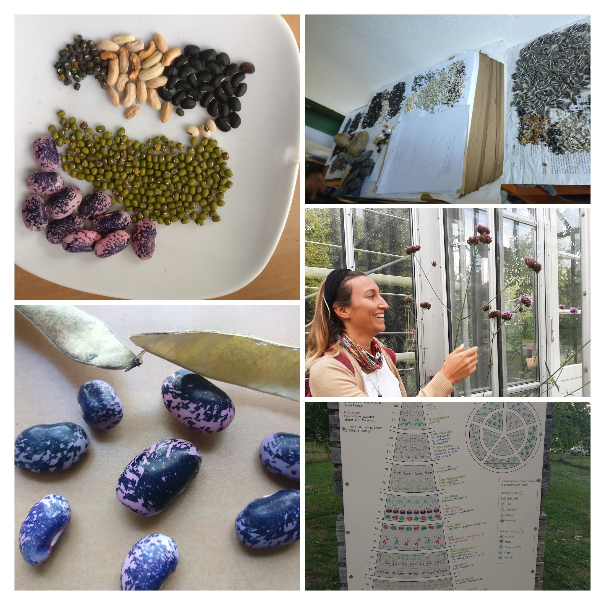 Semillas de porotos y girasoles Cosechamos semillas de diferentes variedades de porotos y girasoles