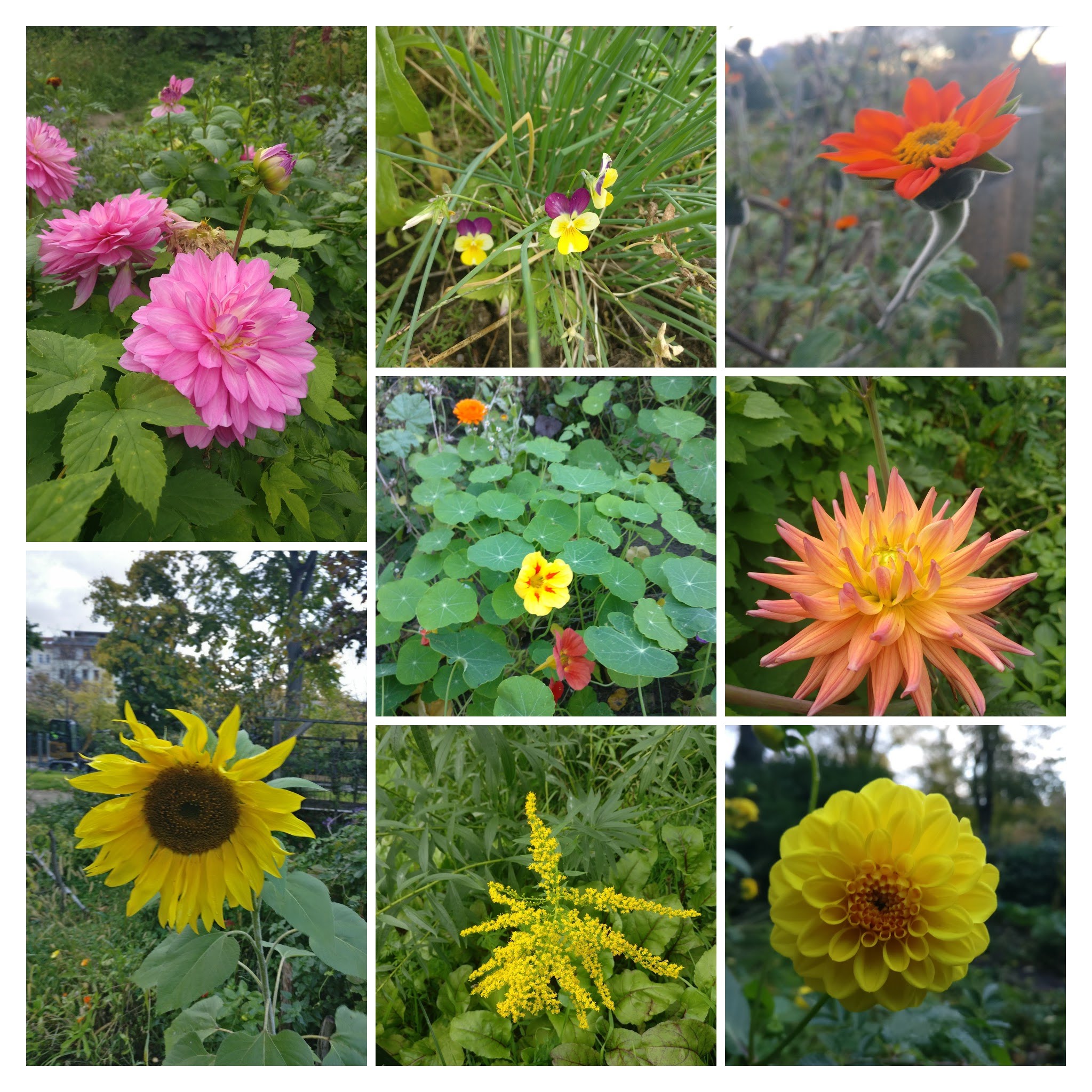 Diversidad de flores en las huertas
