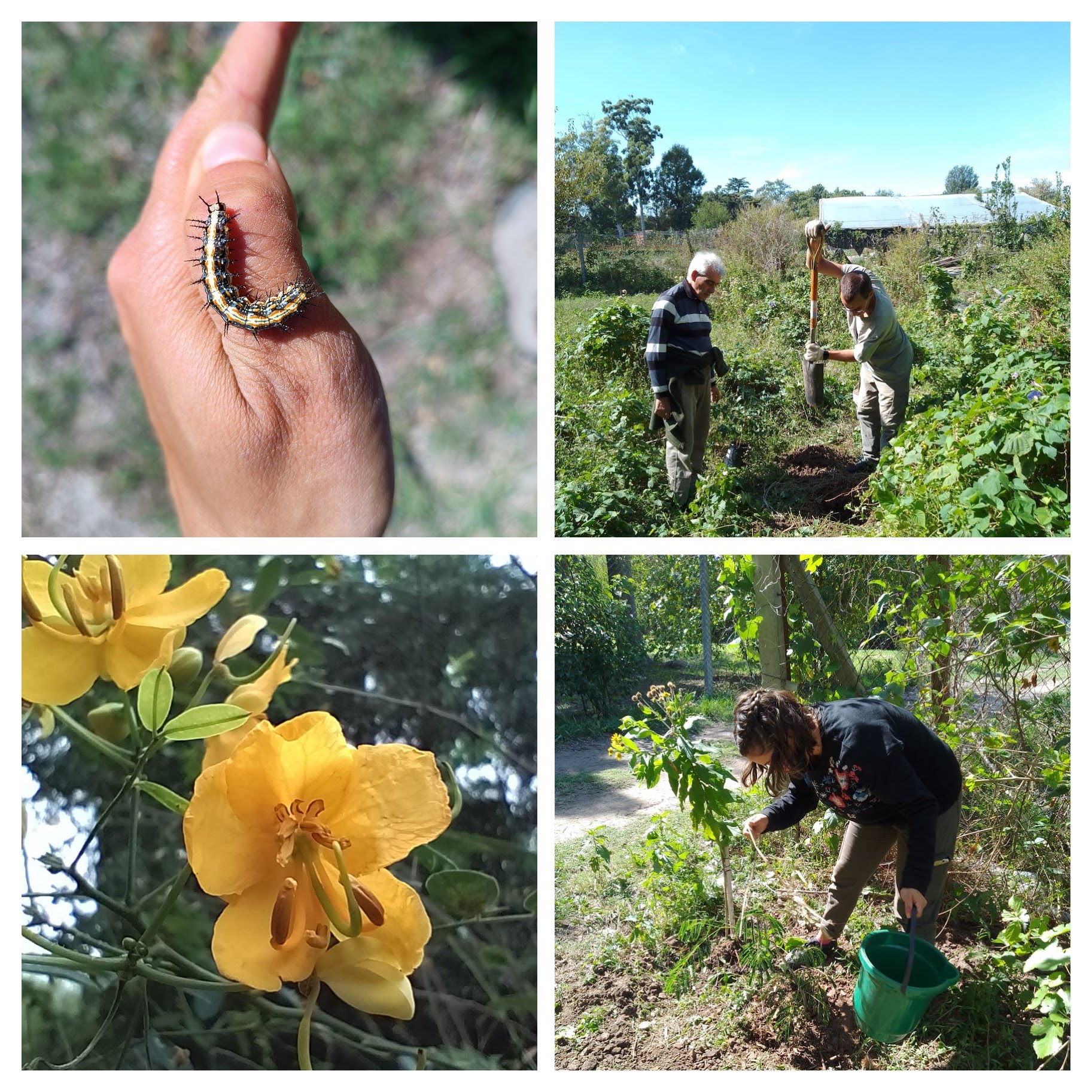 Plantando vimos mucha biodiversidad en el espacio
