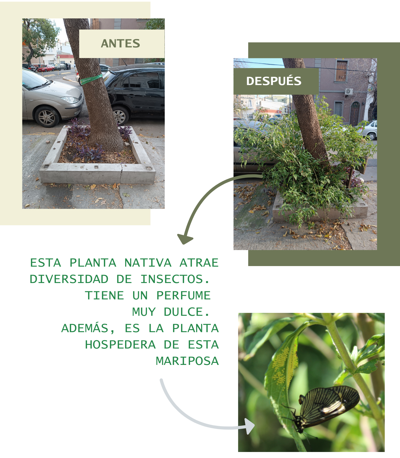 Jardines biodiversos