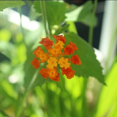 Lantana camara