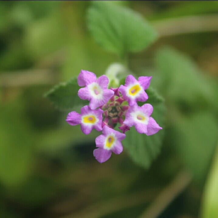 Lantana megapotamica