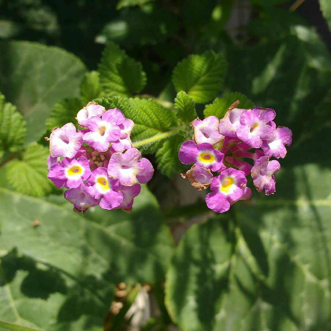 Flor de Lantana megapotamica