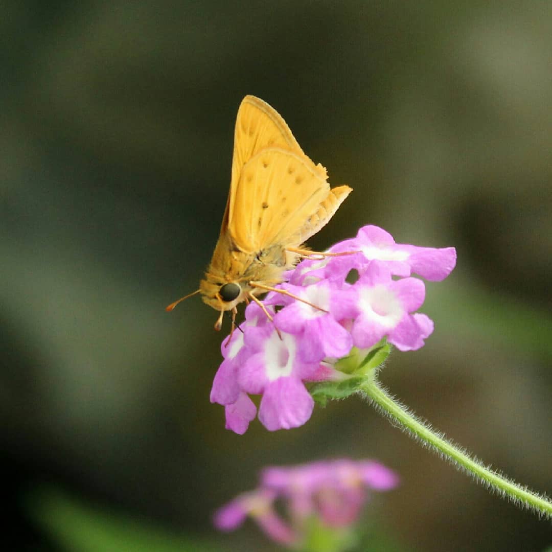 Saltarina amarilla (Hylephila phyleus)