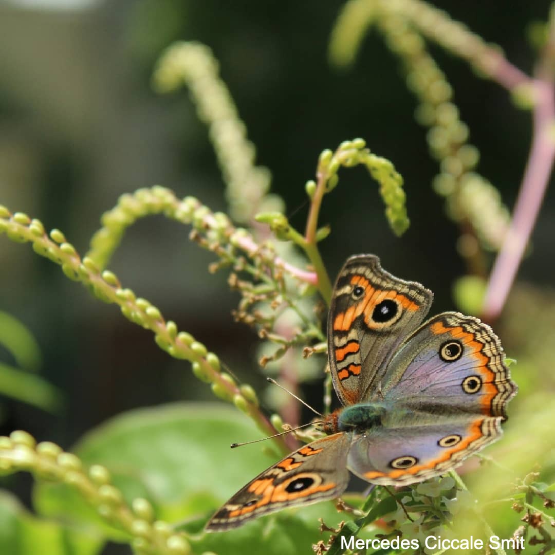 Pavo real (Junonia Genoveva hilaris)