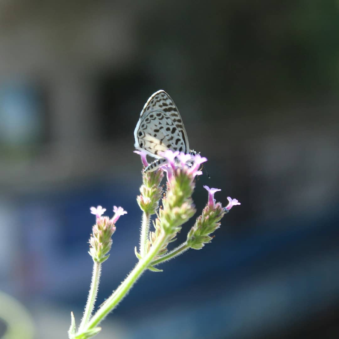 Yuyera (Leptotes cassius cassius)