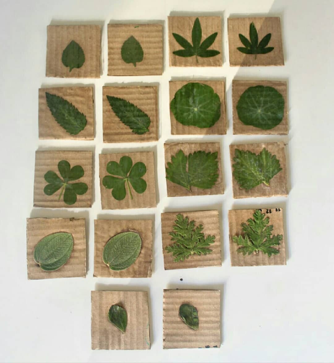 Memotest vegetal con hojas
