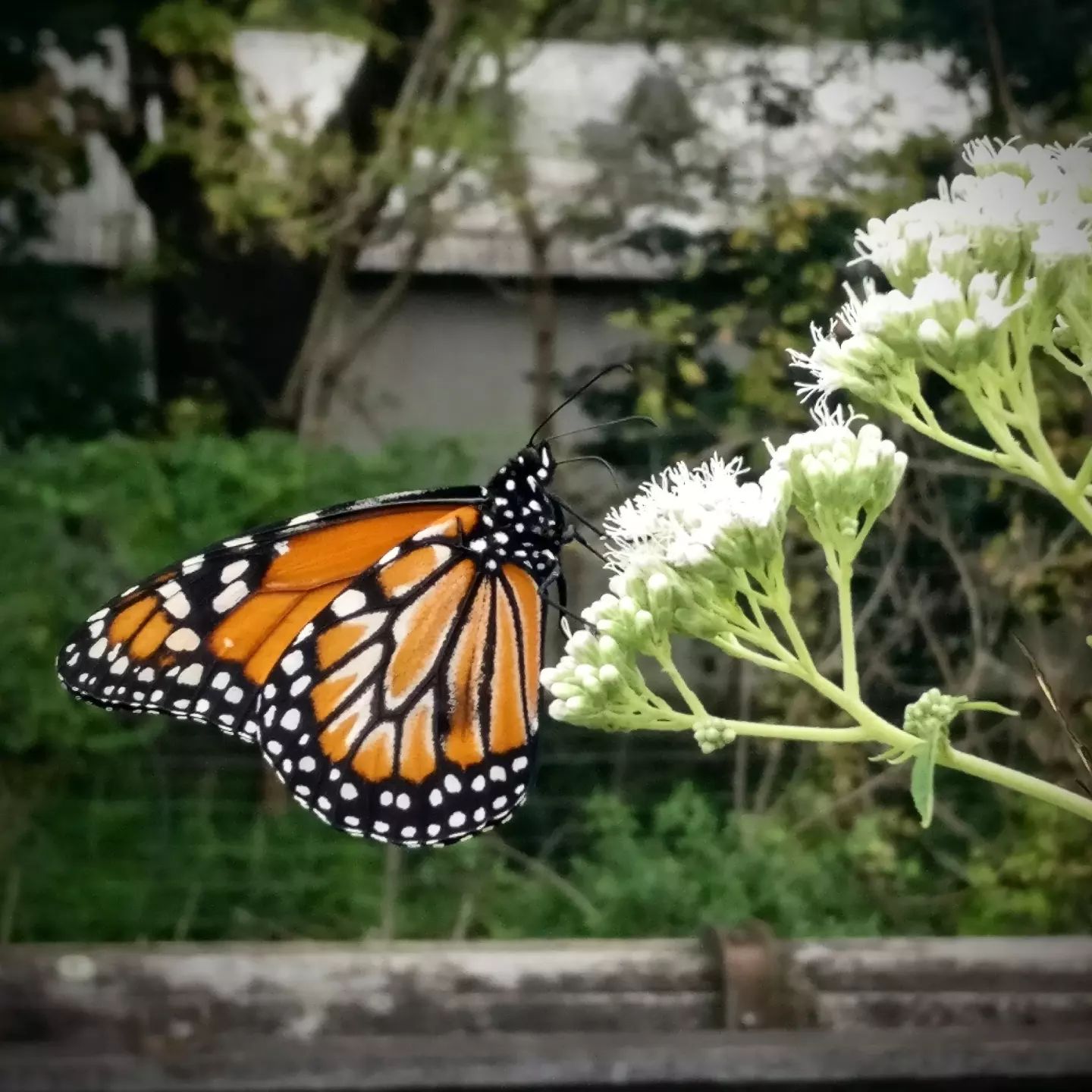 Mariposa Monarca Mariposa Monarca