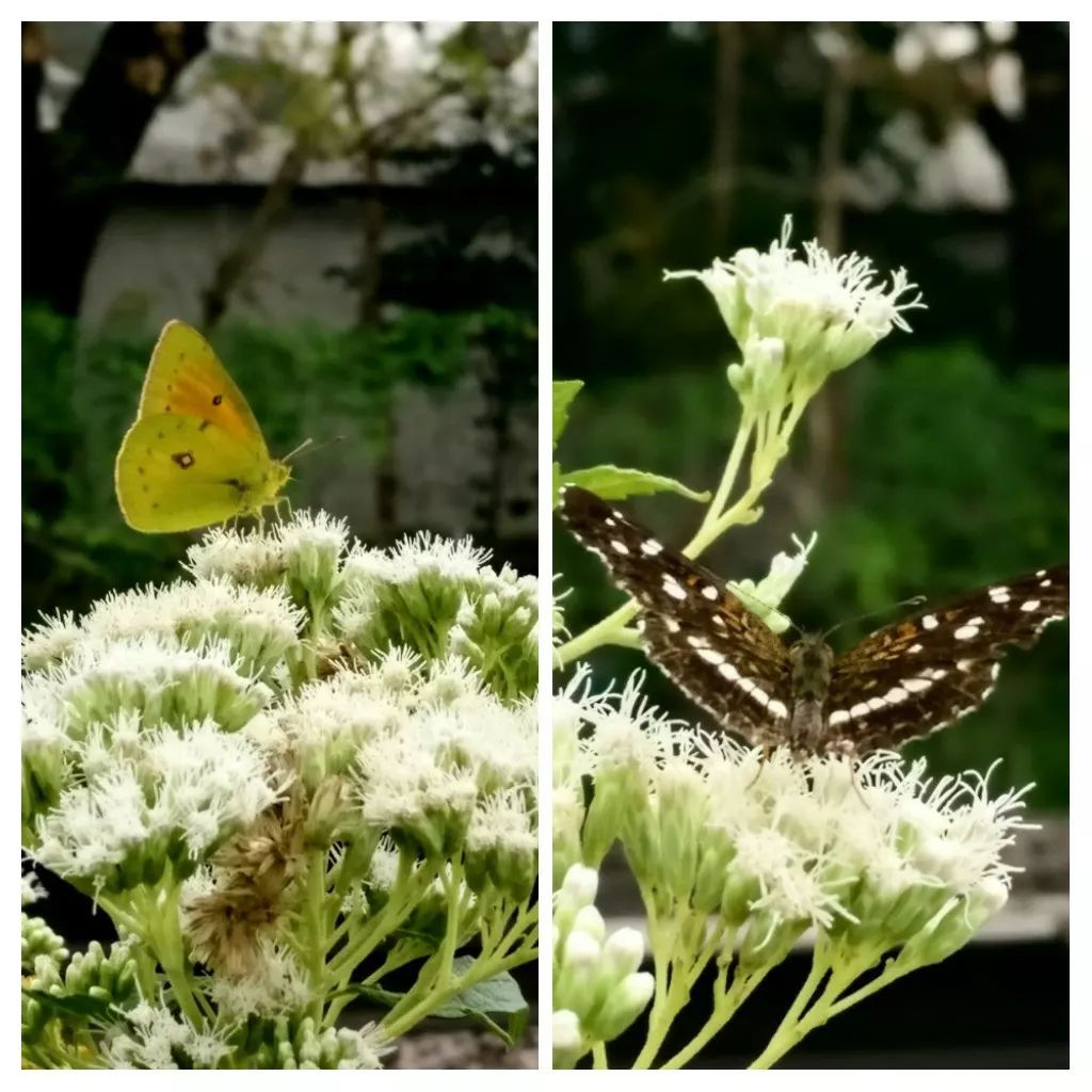 Mariposas: Isoca de la alfalfa y bataraza Mariposas: Isoca de la alfalfa y bataraza