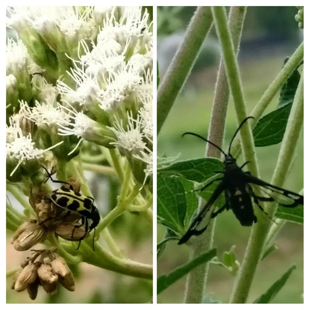 Insecto 7 de oros y sesido Insecto 7 de oros y sesido