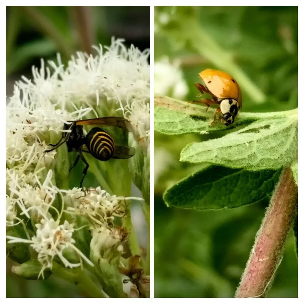 Avispa y mariquita Avispa y mariquita