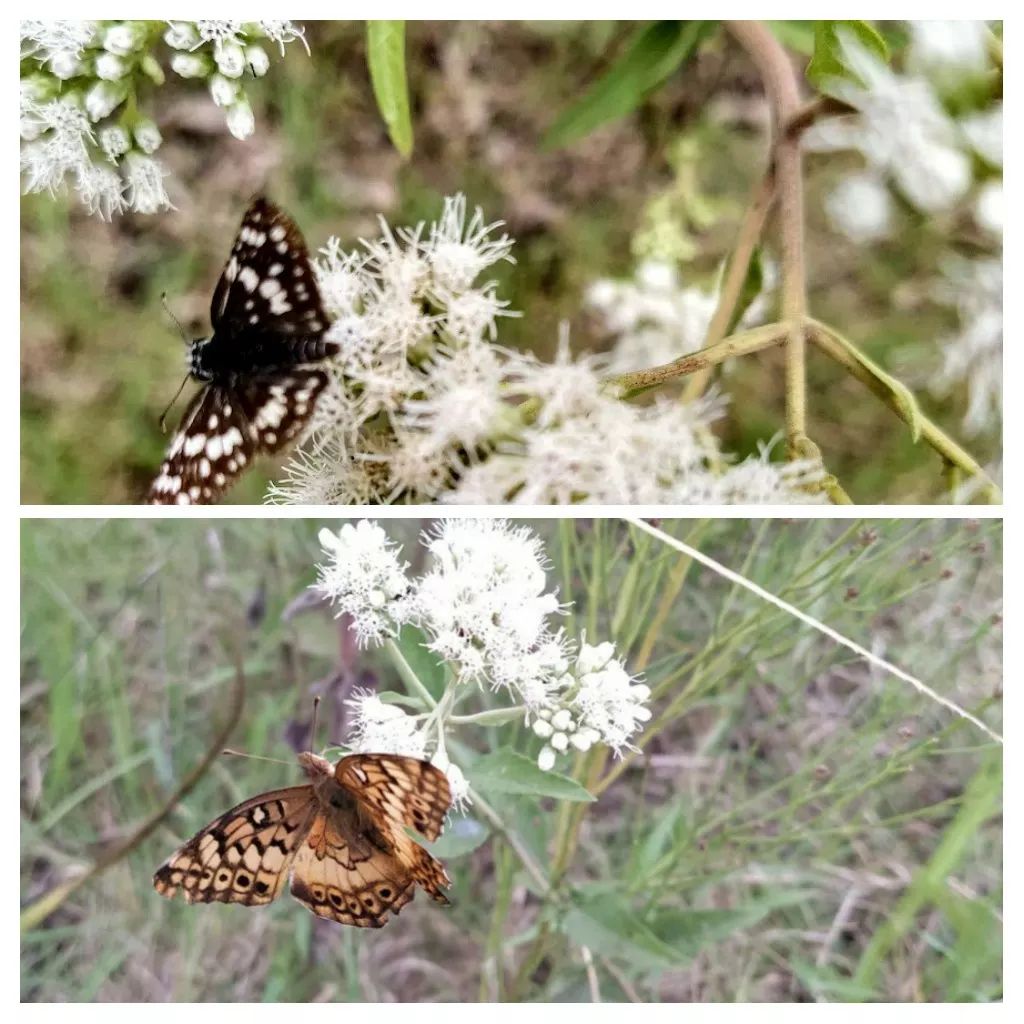 Mariposa Ajedrezada y Hortensia Mariposa Ajedrezada y Hortensia