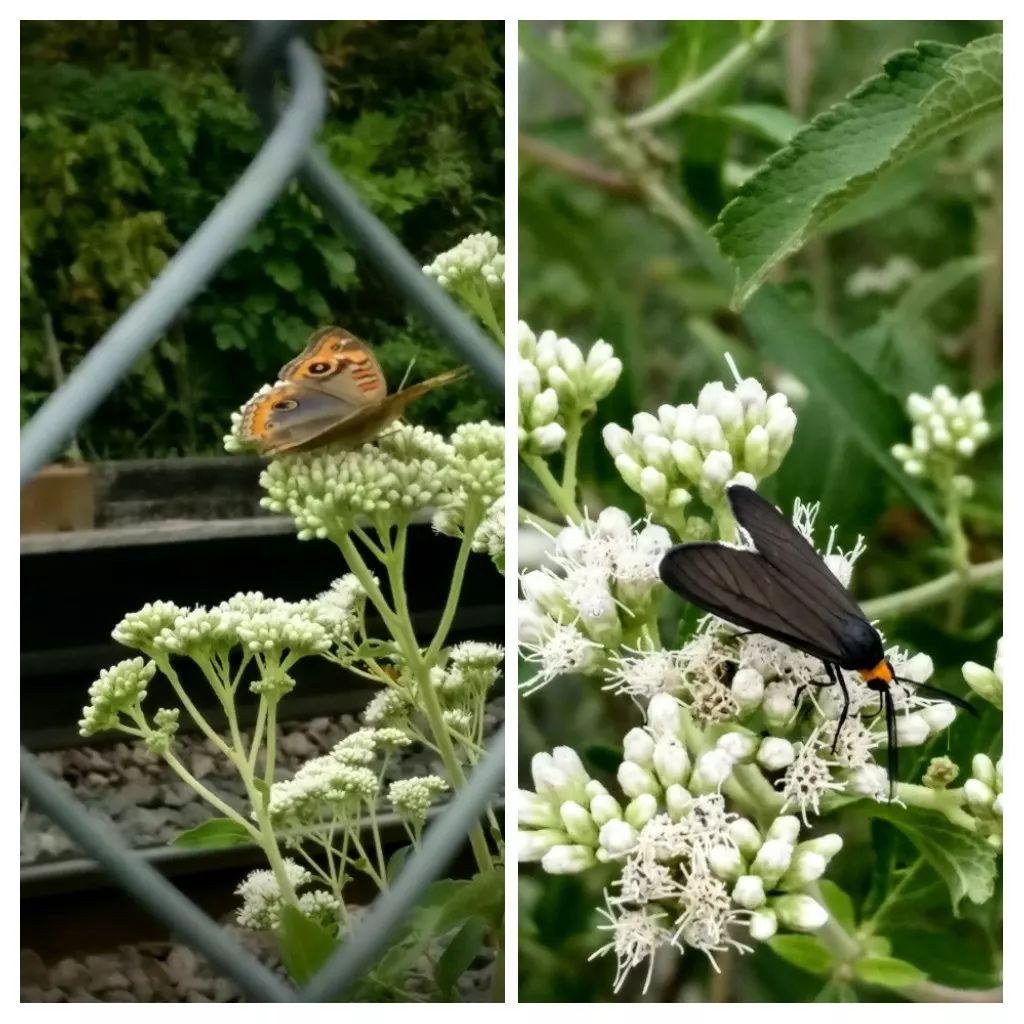 Mariposa 4 ojos Mariposa 4 ojos