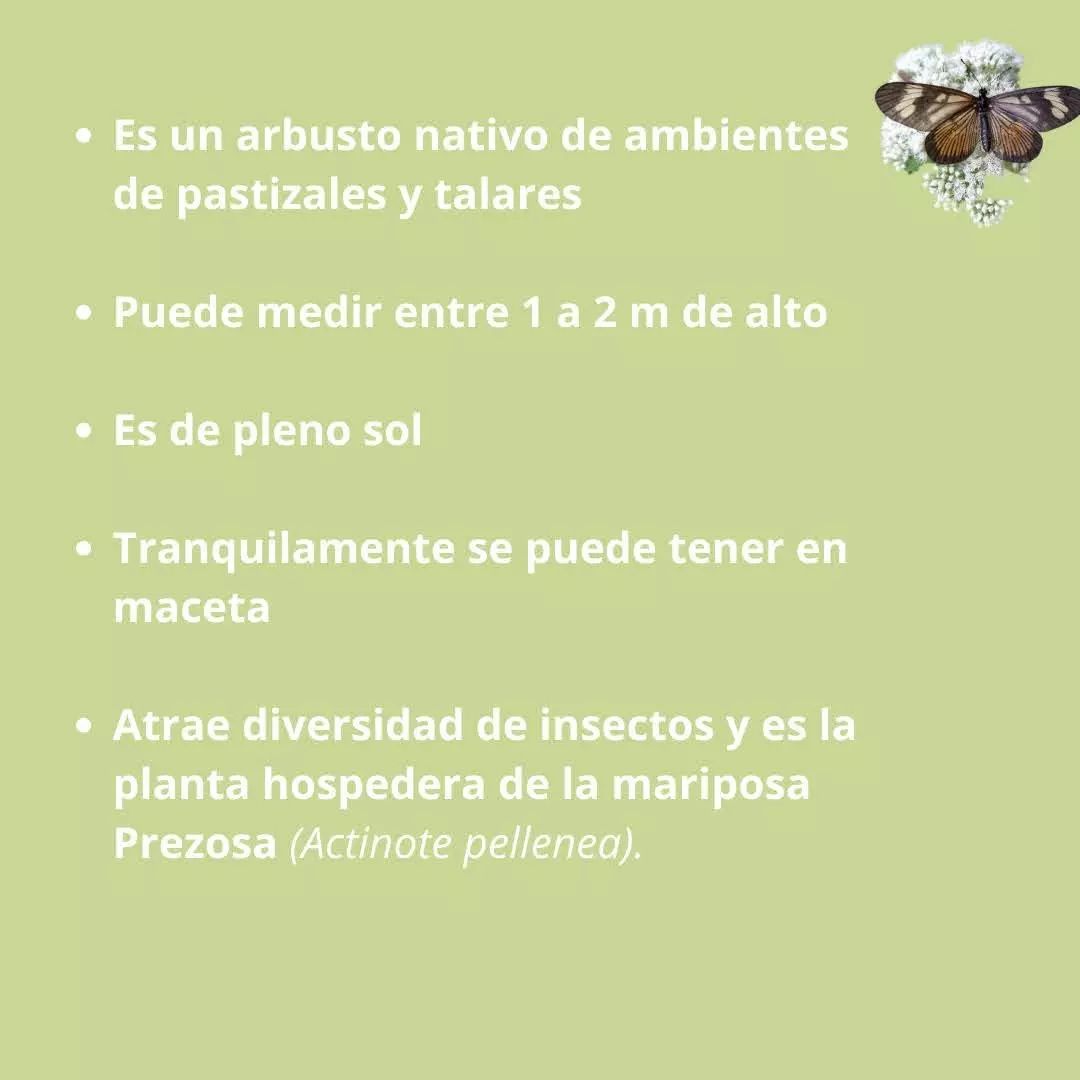 Caracteristicas de la chilca de olor Caracteristicas de la chilca de olor