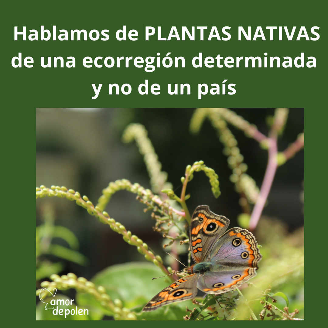 Planta: Brotal 