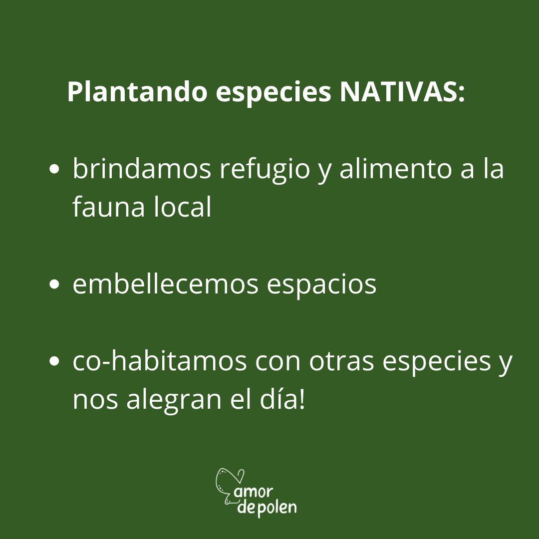 Beneficios de plantar especies nativas