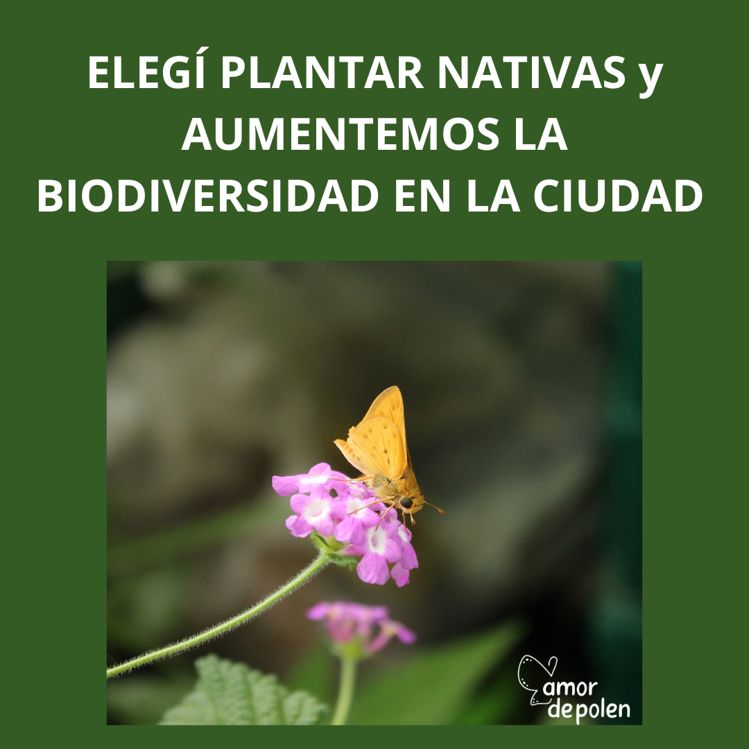 Planta: Lantana megapotamica