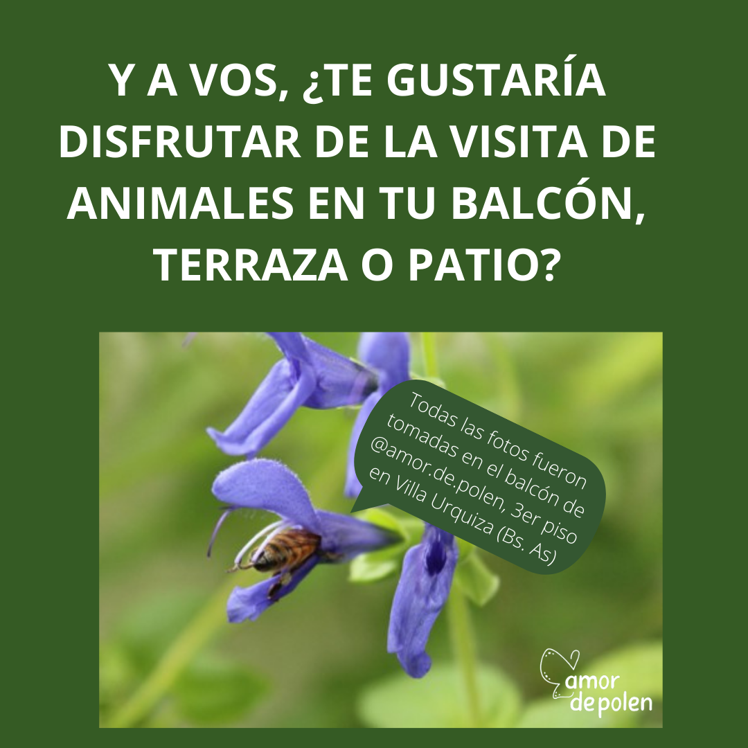 Planta: salvia guaranitica