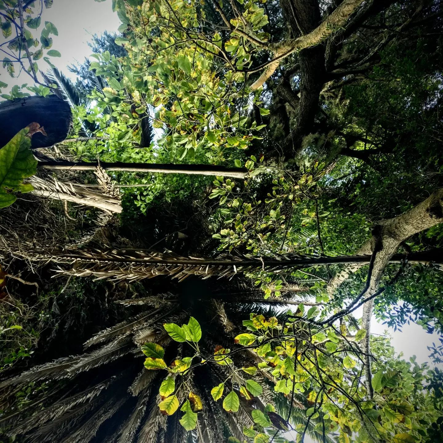 Cielo verde