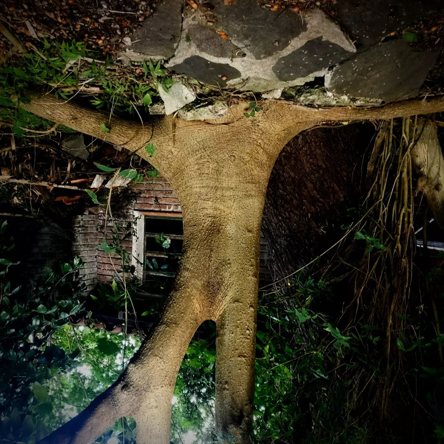 Arbol-humano sumergido en el cemento