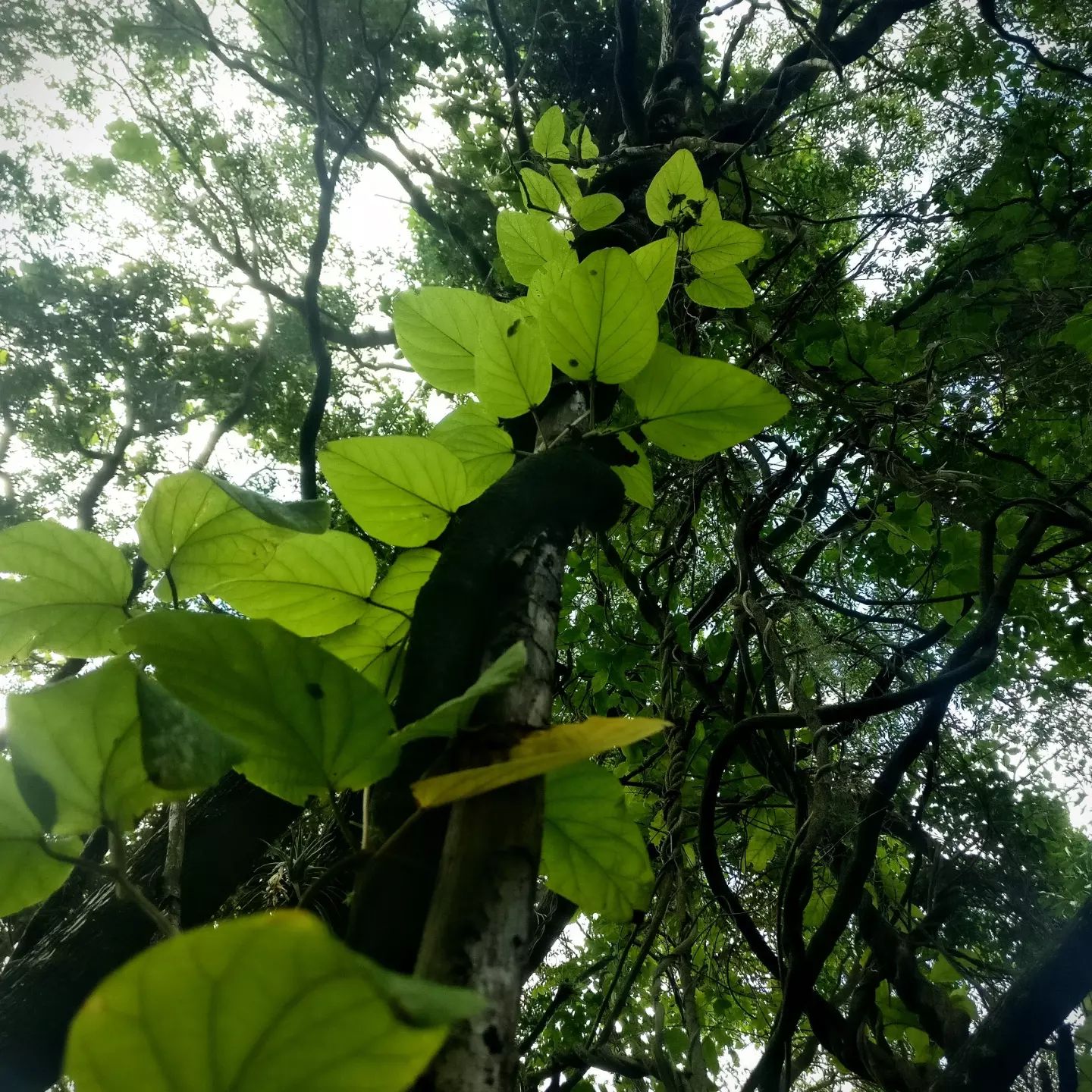 Enredadera