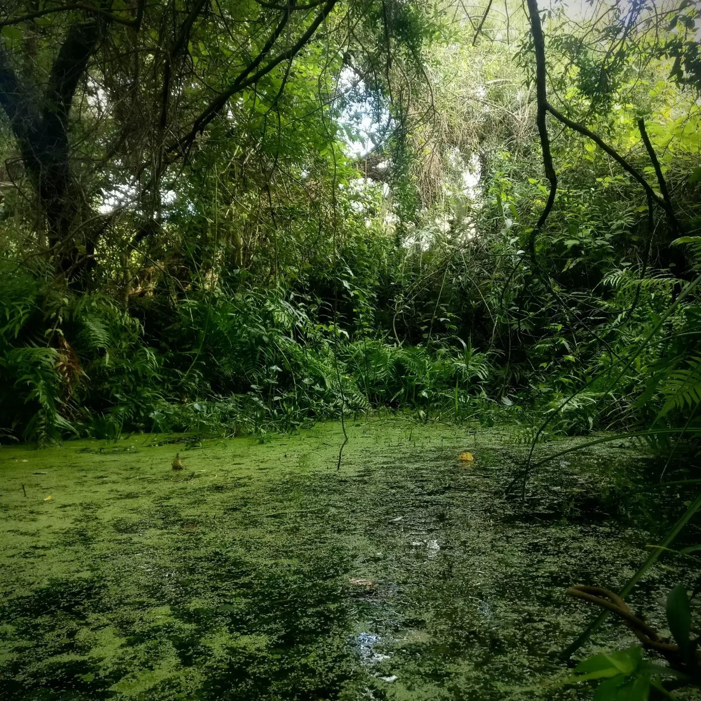 pantano