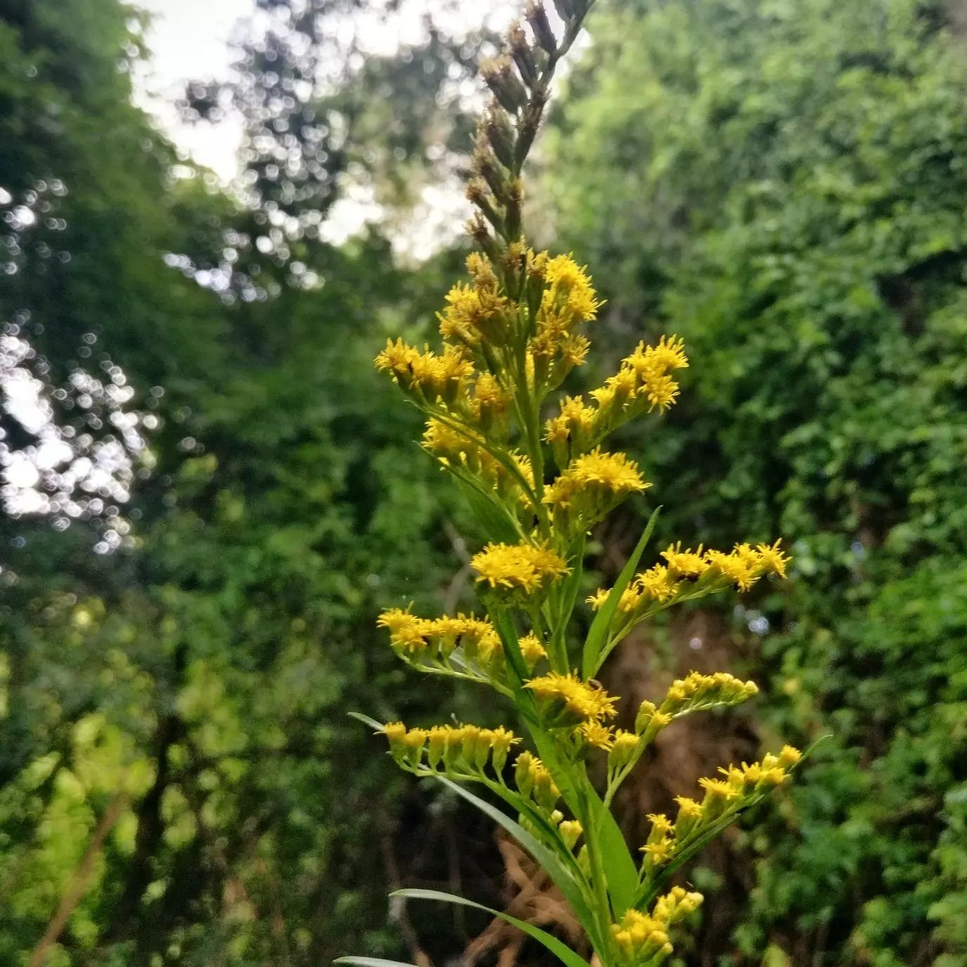 Vara dorada
