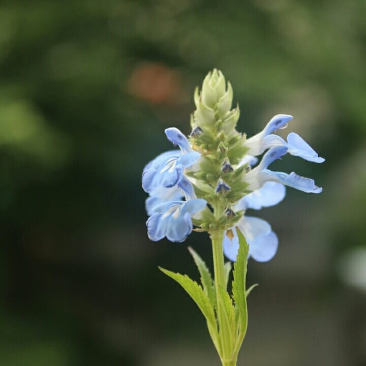 Salvia celeste