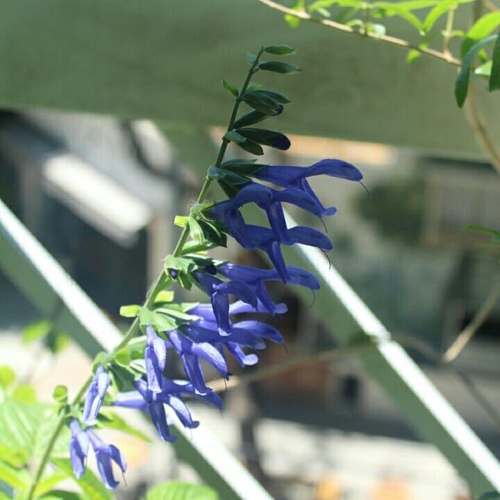 Salvia guaranitica