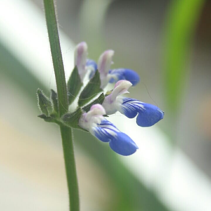 Salvia procurrens