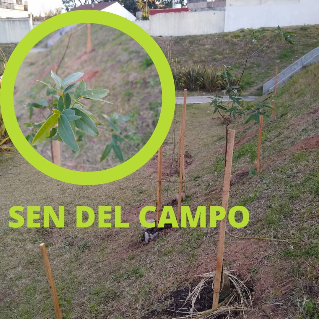 Sen del campo Sen del campo