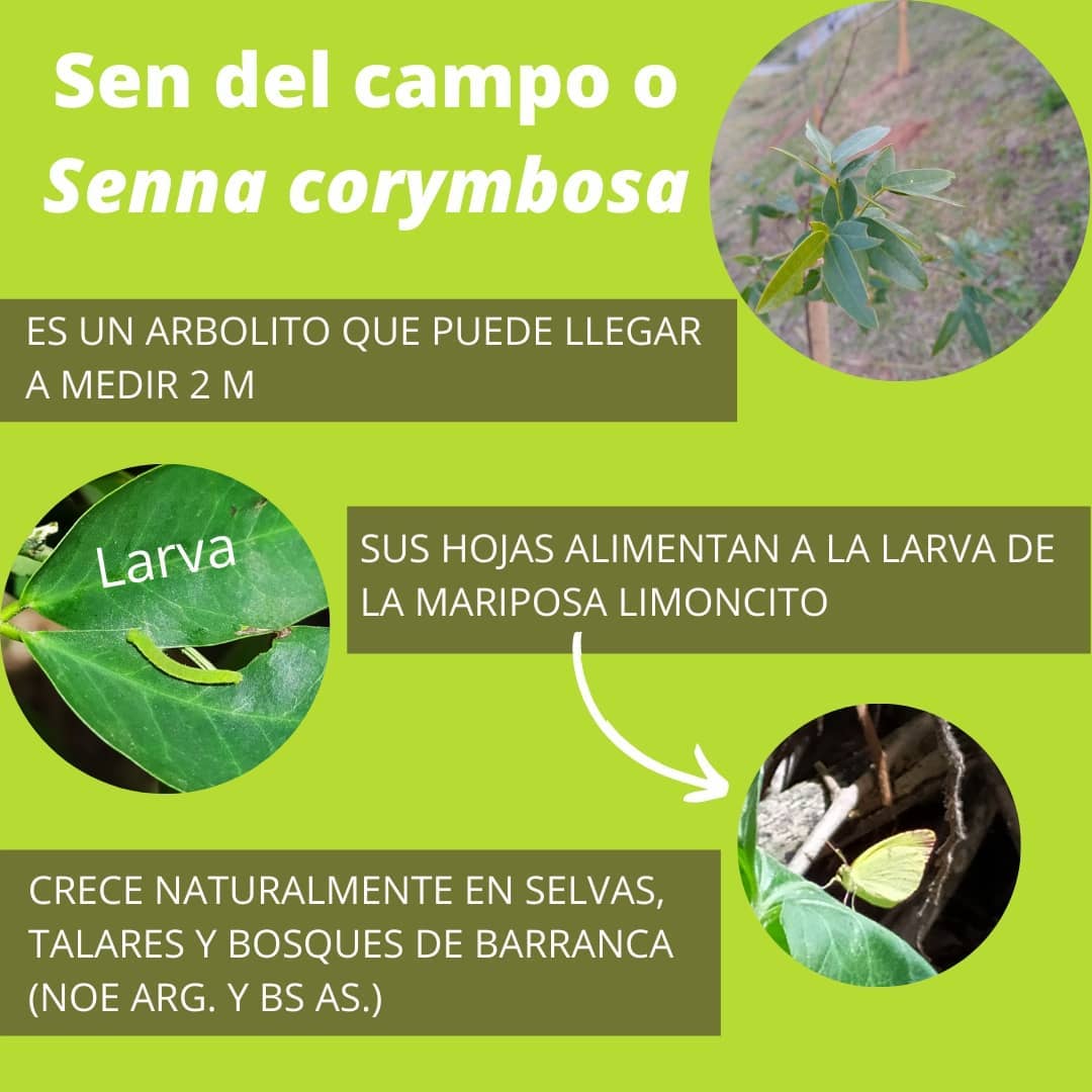 Sen del campo y mariposa limoncito Sen del campo y mariposa limoncito