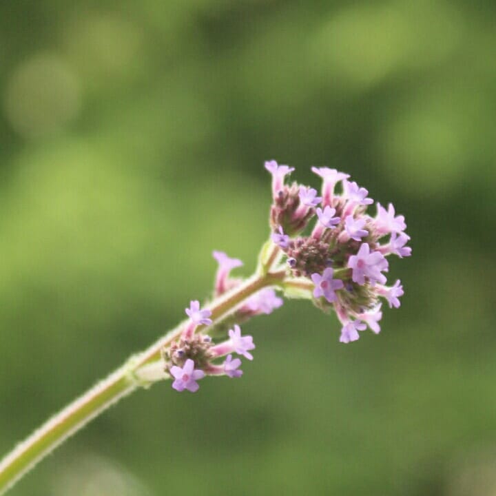 Verbena