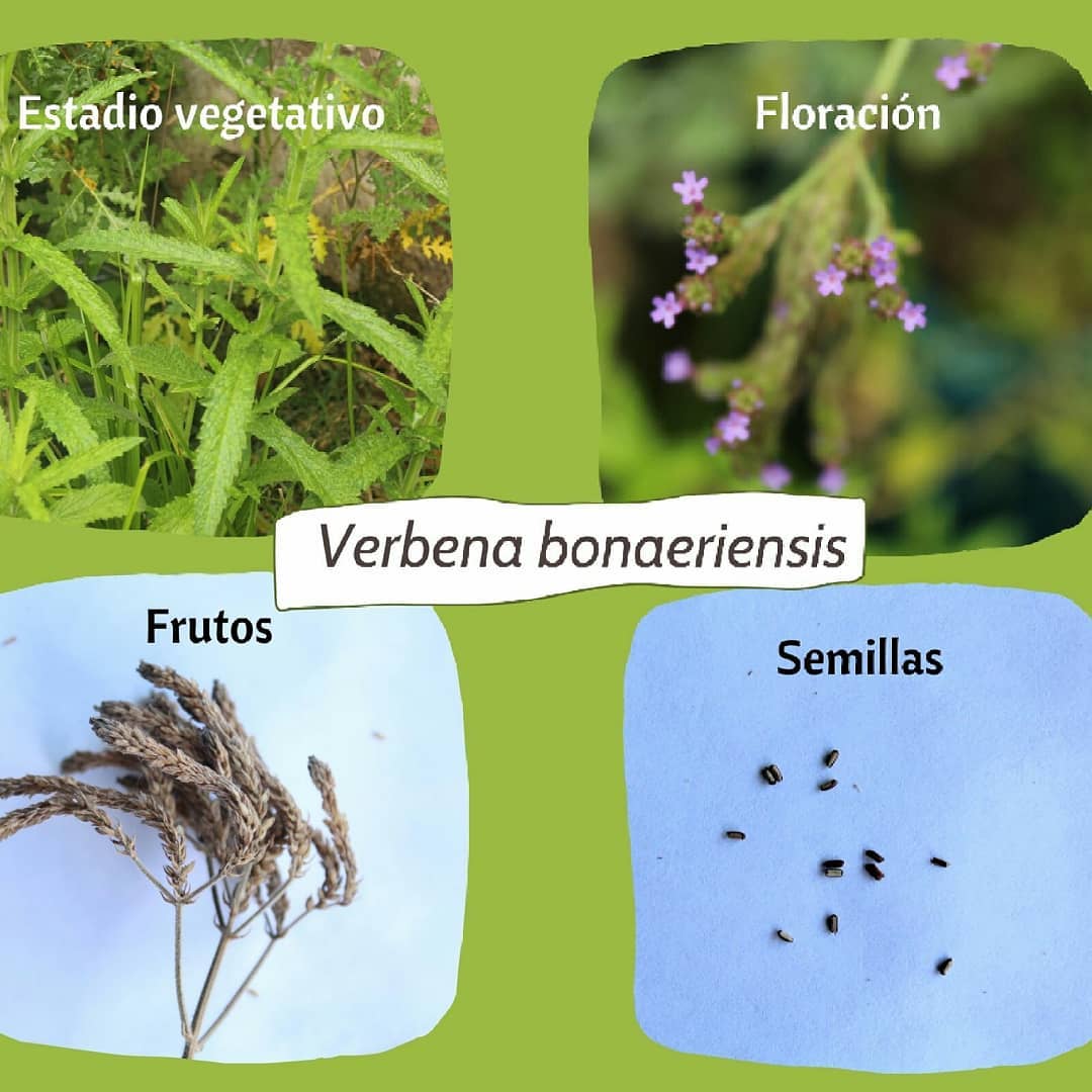 Ciclo de vide de Verbena bonaeriensis